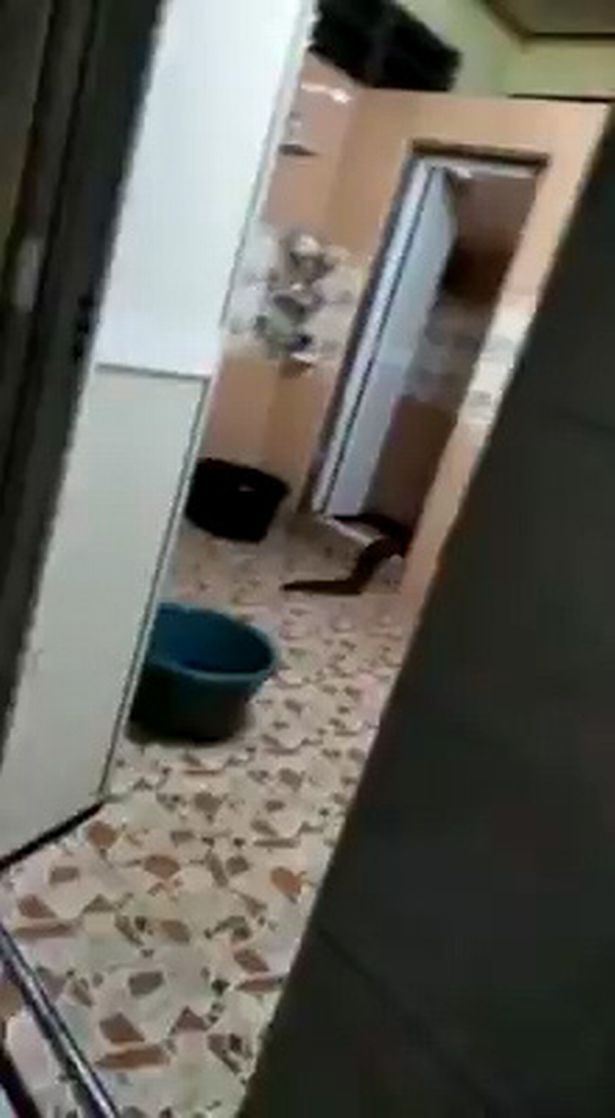 makhluk pelik merangkak keluar dari sebuah tandas rumah di kedah